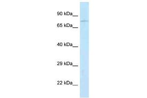 Western Blot showing Jph2 antibody used at a concentration of 1. (Junctophilin 2 抗体  (N-Term))