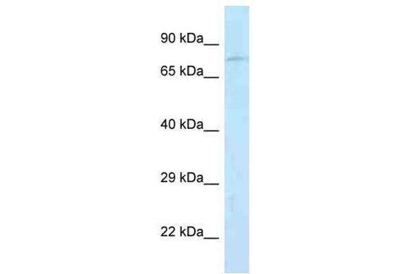 Junctophilin 2 抗体  (N-Term)