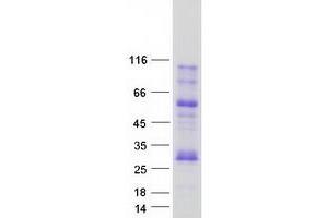 Validation with Western Blot (MOG Protein (Myc-DYKDDDDK Tag))