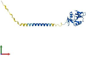 Protein Structure (PS) image for C-Type Lectin Domain Family 2, Member D (CLEC2D) (AA 1-191) protein (His tag) (ABIN7546631)