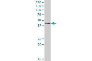 FBXO4 MaxPab rabbit polyclonal antibody. (FBXO4 抗体  (AA 1-387))