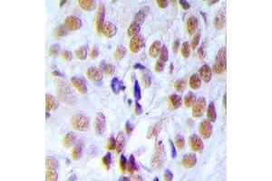 Immunohistochemical analysis of RFC4 staining in rat testis  formalin fixed paraffin embedded tissue section. (RFC4 抗体)