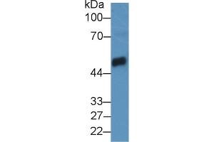 Western Blot; Sample: Mouse Pancreas lysate; Primary Ab: 2µg/mL Rabbit Anti-Rat CPB1 Antibody Second Ab: 0. (CPB1 抗体  (AA 120-415))