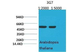 Western Blot (WB) analysis of Arabidopsis with Rubisco(Large Chain) Mouse Monoclonal Antibody diluted at 1) 1:2000 2) 1:5000. (Rubisco 抗体  (Large Subunit))