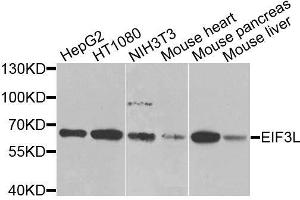 Western blot analysis of extracts of various cell lines, using EIF3L antibody. (EIF3L 抗体  (AA 1-230))