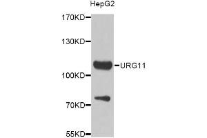 Western blot analysis of extracts of HepG2 cells, using VWCE Antibody. (VWCE 抗体)
