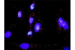 Proximity Ligation Analysis of protein-protein interactions between MAP2K6 and GADD45A. (MAP2K6 抗体  (AA 1-334))