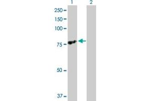 Western Blot analysis of TRAF3IP2 expression in transfected 293T cell line by TRAF3IP2 MaxPab polyclonal antibody. (TRAF3IP2 抗体  (AA 1-565))