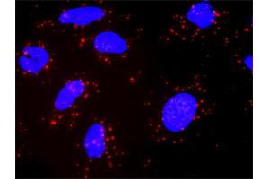 Proximity Ligation Analysis of protein-protein interactions between KIT and PIK3CG. (PIK3 gamma 抗体  (AA 1-100))
