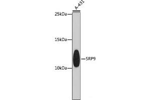 Western blot analysis of extracts of A-431 cells using SRP9 Polyclonal Antibody at dilution of 1:1000. (SRP9 抗体)