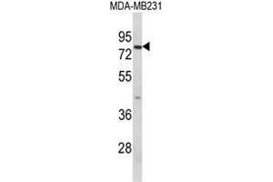 Western blot analysis of RANBP9 Antibody (Center) in MDA-MB231 cell line lysates (35ug/lane). (Importin 9 抗体  (Middle Region))