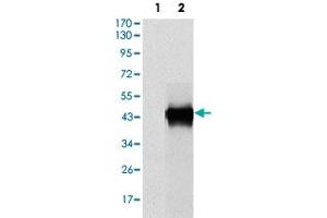 Western blot analysis using SERPINE1 monoclonal antobody, clone 1D5  against HEK293 (1) and SERPINE1 (AA: 194-316)-hIgGFc transfected HEK293 (2) cell lysate. (PAI1 抗体)