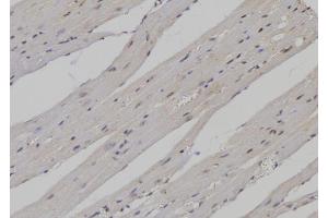 ABIN6276907 at 1/100 staining Mouse heart tissue by IHC-P. (PTBP1 抗体  (N-Term))