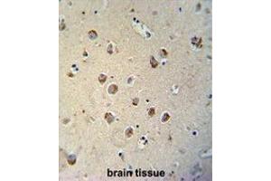 TECTB antibody (N-term) immunohistochemistry analysis in formalin fixed and paraffin embedded human brain tissue followed by peroxidase conjugation of the secondary antibody and DAB staining. (TECTB 抗体  (N-Term))