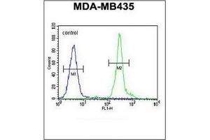 Flow cytometric analysis of MDA-MB435 cells using GFRAL Antibody (C-term) Cat. (GFRAL 抗体  (C-Term))