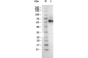 Western Blot of Mouse antibody for the detection of conjugated proteins Monoclonal Antibody Peroxidase Conjugated. (DYKDDDDK Tag 抗体  (HRP))