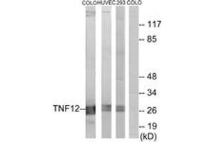 Western blot analysis of extracts from COLO205 cells/HuvEc cells/293 cells, using TNF12 Antibody. (TWEAK 抗体  (AA 41-90))
