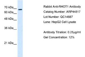 Western Blotting (WB) image for anti-Ras Homolog Gene Family, Member T1 (RHOT1) (N-Term) antibody (ABIN310631) (RHOT1 抗体  (N-Term))