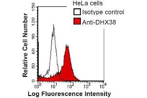 HeLa cells were fixed in 2% paraformaldehyde/PBS and then permeabilized in 90% methanol. (DHX38 抗体)