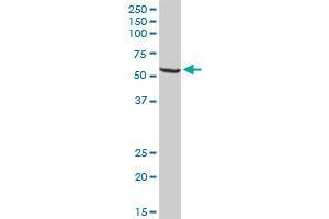 WARS MaxPab rabbit polyclonal antibody. (WARS 抗体  (AA 1-471))