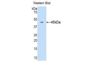 Western Blotting (WB) image for anti-CD40 Ligand (CD40LG) (AA 105-260) antibody (ABIN1858304) (CD40 Ligand 抗体  (AA 105-260))
