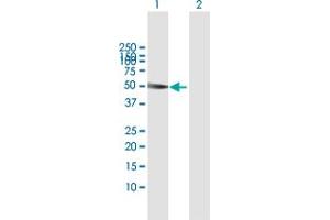 Western Blot analysis of SH2D2A expression in transfected 293T cell line by SH2D2A MaxPab polyclonal antibody.