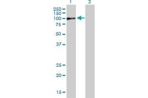 Western Blot analysis of RAB11FIP5 expression in transfected 293T cell line by RAB11FIP5 MaxPab polyclonal antibody.