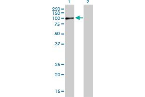 RAB11FIP5 antibody  (AA 1-652)