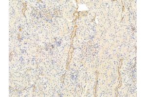 ABIN6261602 and ABIN6273043 at 1/100 staining Rat kidney tissue by IHC-P. (ERO1LB 抗体  (Internal Region))