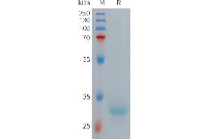 SDS-PAGE (SDS) image for Hepcidin Antimicrobial Peptide (HAMP) (AA 65-84) protein (Fc Tag) (ABIN7491463)