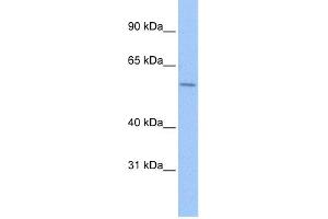 WB Suggested Anti-ZNF596 Antibody Titration:  0. (ZNF596 抗体  (C-Term))