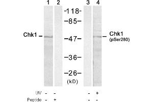 Image no. 1 for anti-Checkpoint Kinase 1 (CHEK1) (pSer280) antibody (ABIN401536) (CHEK1 抗体  (pSer280))