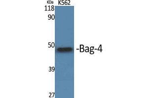 Western Blot (WB) analysis of specific cells using Bag-4 Polyclonal Antibody. (BAG4 抗体  (C-Term))