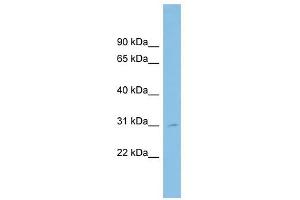 SPATA9 antibody used at 1 ug/ml to detect target protein. (SPATA9 抗体  (N-Term))
