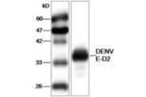 Image no. 1 for anti-Dengue Virus Type 2 (DENV2) (AA 52-280) antibody (ABIN791585) (DENV2 抗体  (AA 52-280))