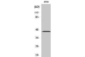 Western Blotting (WB) image for anti-Mitogen-Activated Protein Kinase Kinase 1/2 (MAP2K1/2) (Ser112) antibody (ABIN3175972) (MEK1/2 抗体  (Ser112))