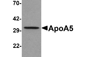 Western blot analysis of ApoA5 in human liver tissue lysate with ApoA5 antibody at 1 µg/mL . (APOA5 抗体  (C-Term))