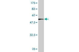 Western Blotting (WB) image for anti-Family with Sequence Similarity 84, Member A (FAM84A) (AA 1-292) antibody (ABIN566864)