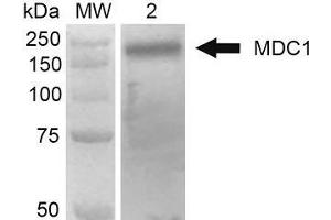 Western Blot analysis of Human 293Trap cell lysates showing detection of 184 kDa MDC1 protein using Mouse Anti-MDC1 Monoclonal Antibody, Clone P2B11 . (MDC1 抗体  (N-Term) (Biotin))