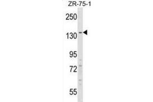Western Blotting (WB) image for anti-Regulatory Factor X, 1 (Influences HLA Class II Expression) (RFX1) antibody (ABIN2998977) (RFX1 抗体)