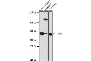Western blot analysis of extracts of various cell lines, using TE antibody (ABIN6128816, ABIN6148986, ABIN6148987 and ABIN6223335) at 1:1000 dilution. (TEAD3 抗体  (AA 130-330))