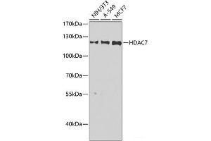Western blot analysis of extracts of various cell lines using HDAC7 Polyclonal Antibody at dilution of 1:1000. (HDAC7 抗体)