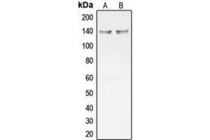 Western Blotting (WB) image for anti-Collagen, Type XX, alpha 1 (COL20A1) (C-Term) antibody (ABIN7298290)