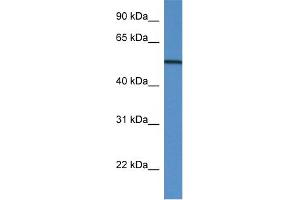 WB Suggested Anti-GC Antibody Titration: 1. (Gc (N-Term) 抗体)