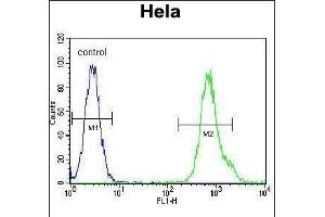 MYH9 Antibody (N-term ) (ABIN6243267 and ABIN6577348) flow cytometric analysis of Hela cells (right histogram) compared to a negative control cell (left histogram). (Myosin 9 抗体  (N-Term))