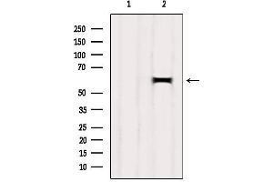 Western blot analysis of extracts from Mouse brain, using HEPACAM Antibody. (HEPACAM 抗体  (C-Term))