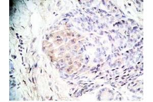 Human pancreas tissue was stained by Rabbit Anti-Orexin A (16-33) (H) Antibody (Orexin A 抗体  (amidated))