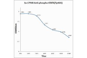 ELISA image for anti-Signal Transducer and Activator of Transcription 6, Interleukin-4 Induced (STAT6) (pTyr641) antibody (ABIN734483)