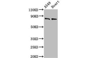Western Blot Positive WB detected in: A549 whole cell lysate, Mouse heart tissue All lanes: DNM1L antibody at 0. (Dynamin 1-Like 抗体  (AA 496-710))
