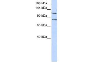 CEBPZ antibody used at 0. (CEBPZ 抗体  (Middle Region))